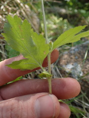 Geum macrophyllum perincisum