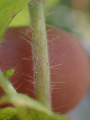 Geum macrophyllum perincisum