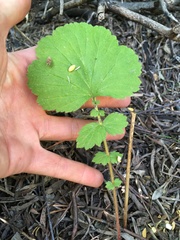 Geum macrophyllum perincisum