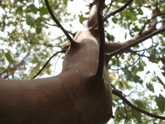 Arbutus andrachne