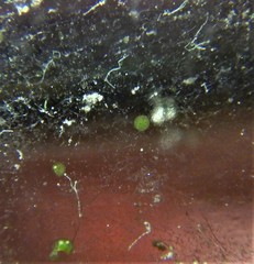 Chaetophoropsis