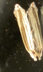 Erechthias stilbella