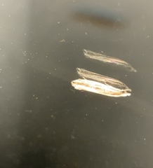 Erechthias stilbella