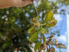 Calliteara horsfieldii