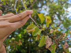 Calliteara horsfieldii