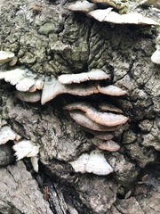 Trichaptum abietinum image