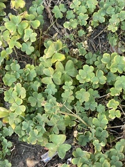Oxalis