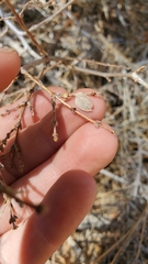 Symphoricarpos rotundifolius parishii