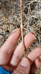Symphoricarpos rotundifolius parishii