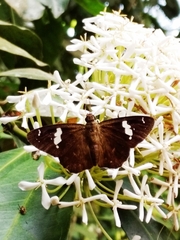 Celaenorrhinus putra