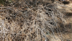 Symphoricarpos rotundifolius parishii