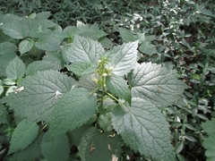 Lamium galeobdolon flavidum