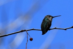 Selasphorus calliope