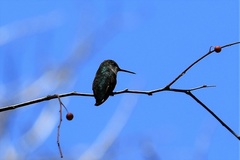 Selasphorus calliope