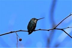 Selasphorus calliope