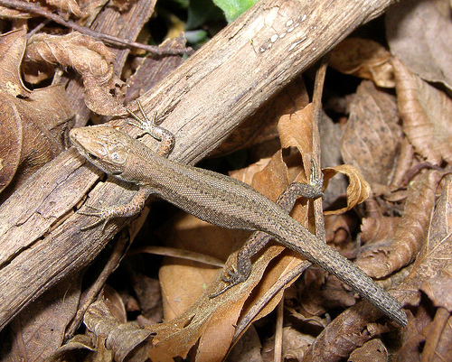 Meadow Lizard