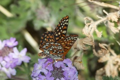 Euphydryas chalcedona klotsi