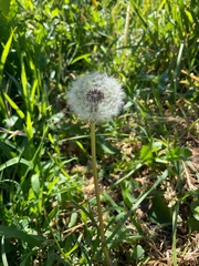 Taraxacum