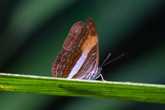 Adelpha cocala lorzae