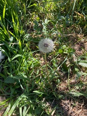 Taraxacum
