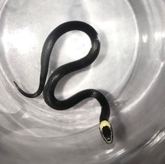 Cacophis harriettae