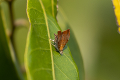 Choreutis achyrodes