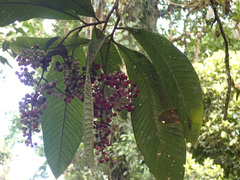 Ardisia nigropunctata