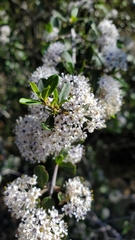 Ceanothus cuneatus cuneatus