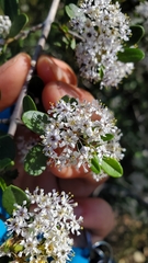 Ceanothus cuneatus cuneatus