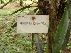 Ardisia nigropunctata
