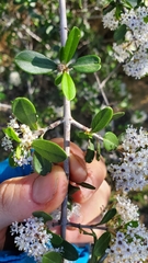 Ceanothus cuneatus cuneatus