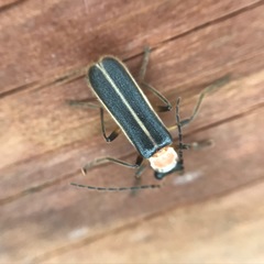 Podabrus quadratus