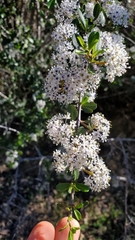 Ceanothus cuneatus cuneatus