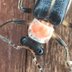 Podabrus quadratus