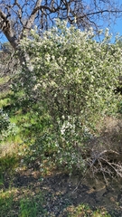 Ceanothus cuneatus cuneatus