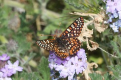 Euphydryas chalcedona klotsi