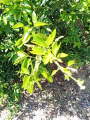 Pithecellobium lanceolatum