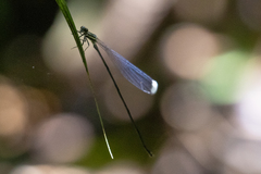 Mecistogaster modesta