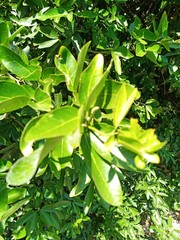 Pithecellobium lanceolatum