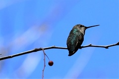 Selasphorus calliope