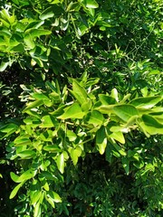 Pithecellobium lanceolatum