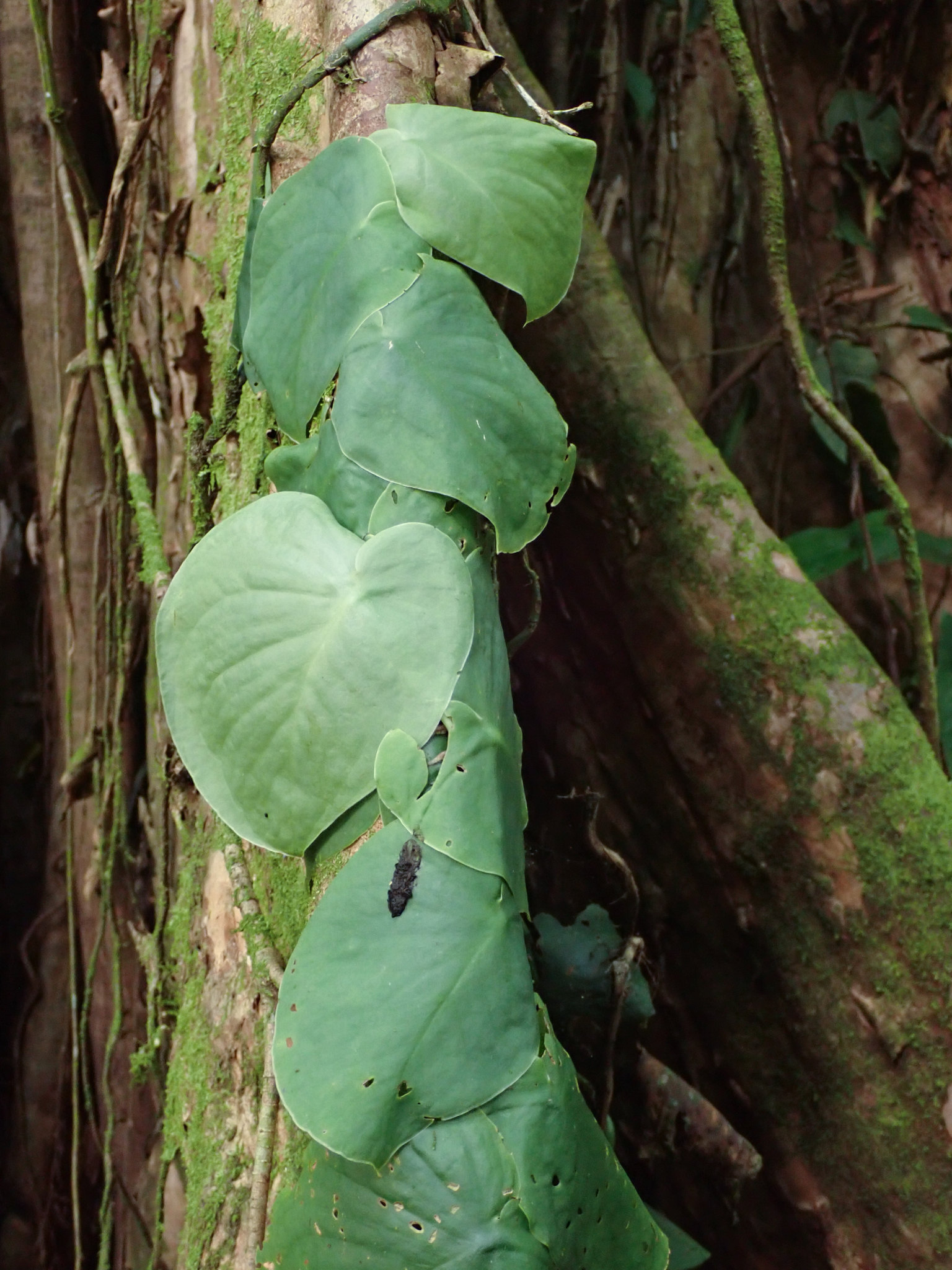 philodendron mcdowell kaufen Philodendron McDowell – Foliage Dreams
