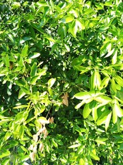 Pithecellobium lanceolatum