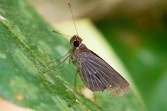 Parphorus decora