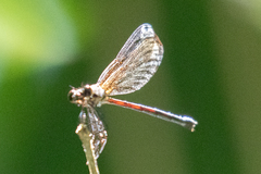 Calopterygoidea