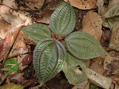 Bertolonieae