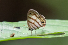 Euptychia jesia