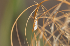 Pseudargyria interruptella