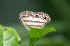 Euptychia jesia
