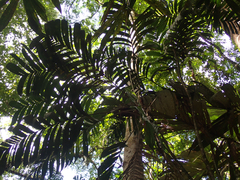 Geonoma longivaginata